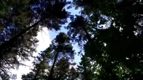 Technology in the Forest - LiDAR