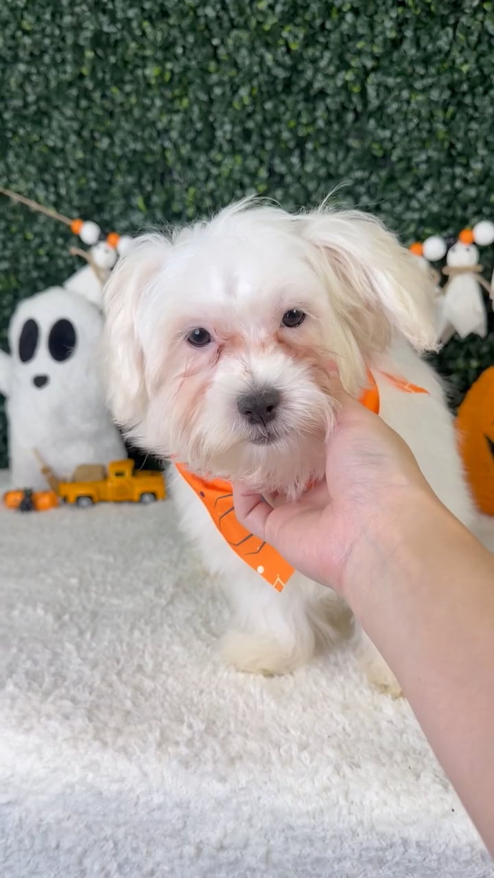 Male Maltese puppy named Theodore for sale at Puppy Dreams - Garland. video thumbnail