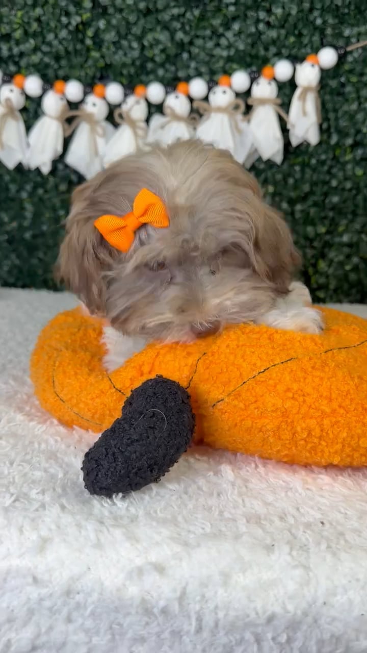 Female Havanese puppy named Lola for sale at Puppy Dreams - Garland. video thumbnail