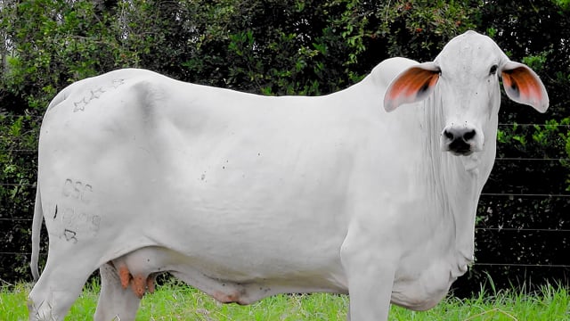Lote 02