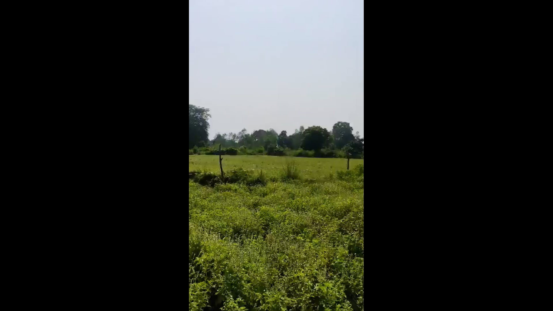 बाराबंकी के सुबेहा थाना क्षेत्र के शरीफाबाद गांव के पास मोहली जंगल में तेंदुआ दिखने का दावा किया जा रहा है इस वीडियो के सामने आने के बाद आसपास के इलाके में लोगो में भय का माहौल है, वन विभाग की टीम तेंदुए को Track कर रही है।