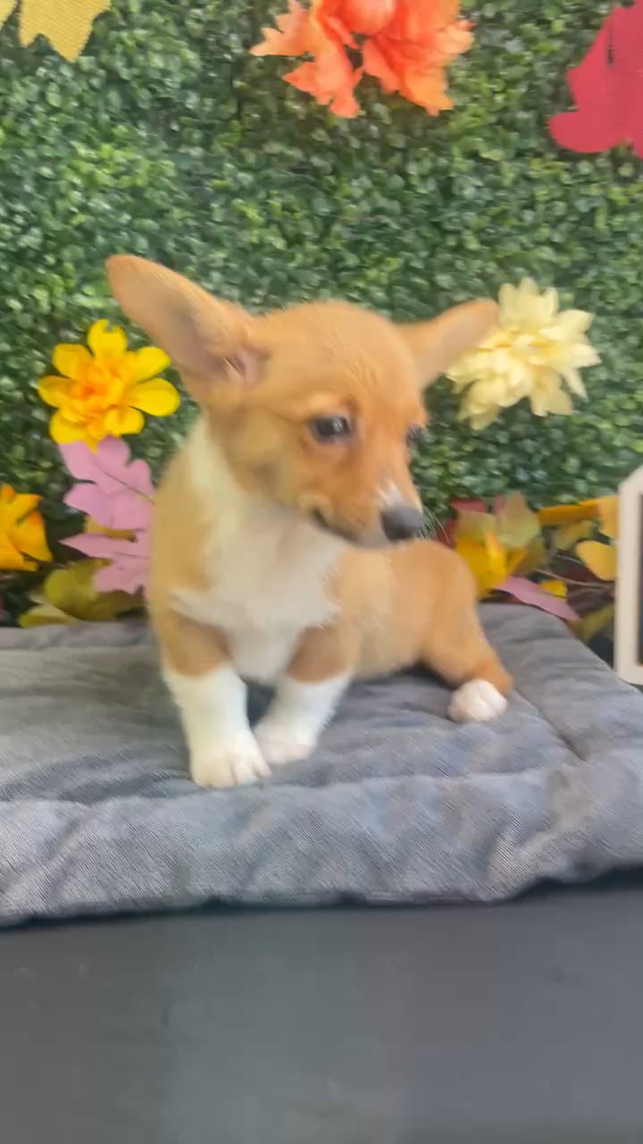 Female Pembroke Welsh Corgi puppy named Kirby for sale at Puppy Dreams - West Little Rock. video thumbnail