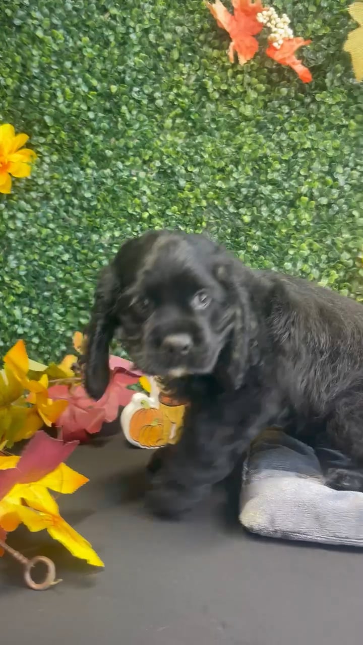 Male Cocker Spaniel puppy named Billy for sale at Puppy Dreams - West Little Rock. video thumbnail