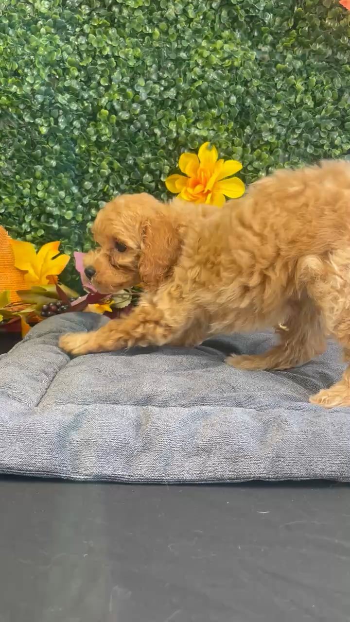 Male Mini Poodle puppy named Dash for sale at Puppy Dreams - West Little Rock. video thumbnail