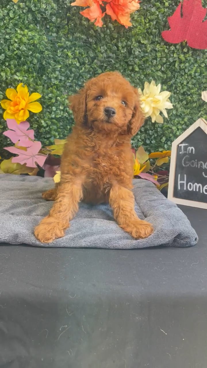 Male Mini Poodle puppy named Roux for sale at Puppy Dreams - West Little Rock. video thumbnail