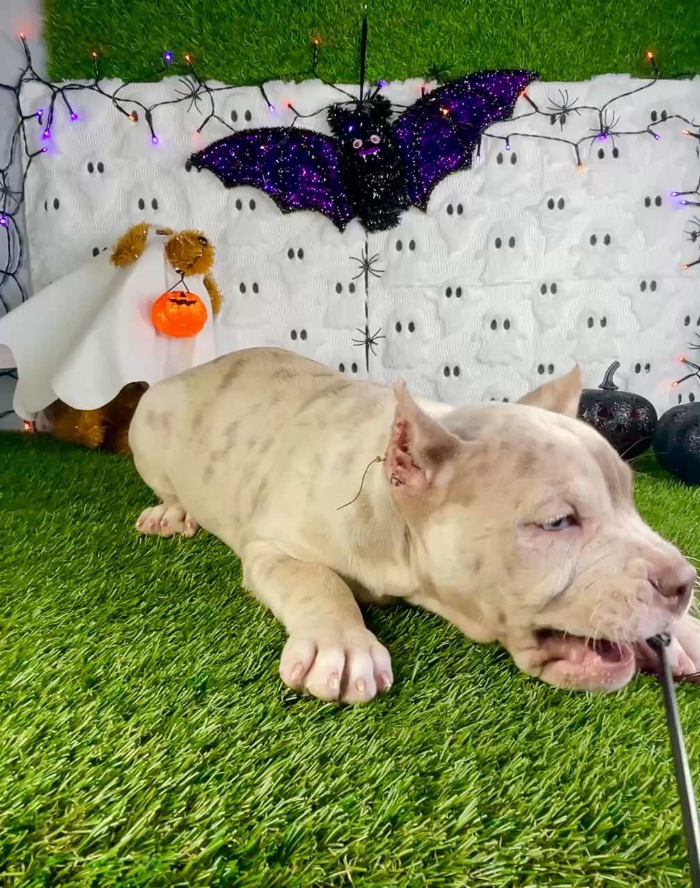 Female American Bully puppy named Vixen for sale at Puppy Dreams - Carrollton. video thumbnail