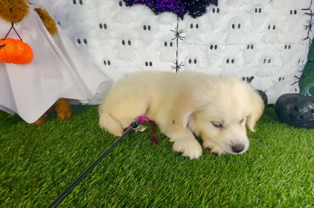 Male Golden Retriever puppy named Romeo for sale at Puppy Dreams - Carrollton. video thumbnail