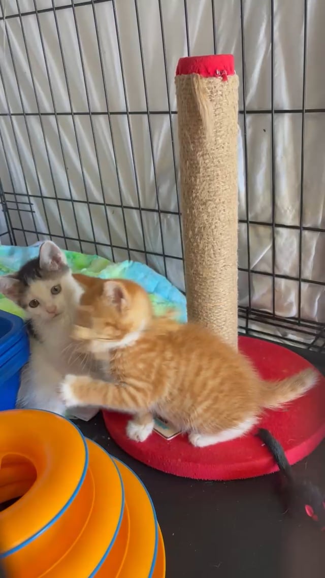 Enlarge Boo Berry, a Adoptable Domestic Short Hair in Staten Island, NY video 4/5