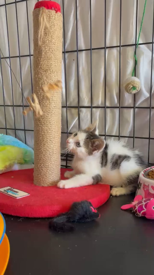 Enlarge Boo Berry, a Adoptable Domestic Short Hair in Staten Island, NY video 2/5