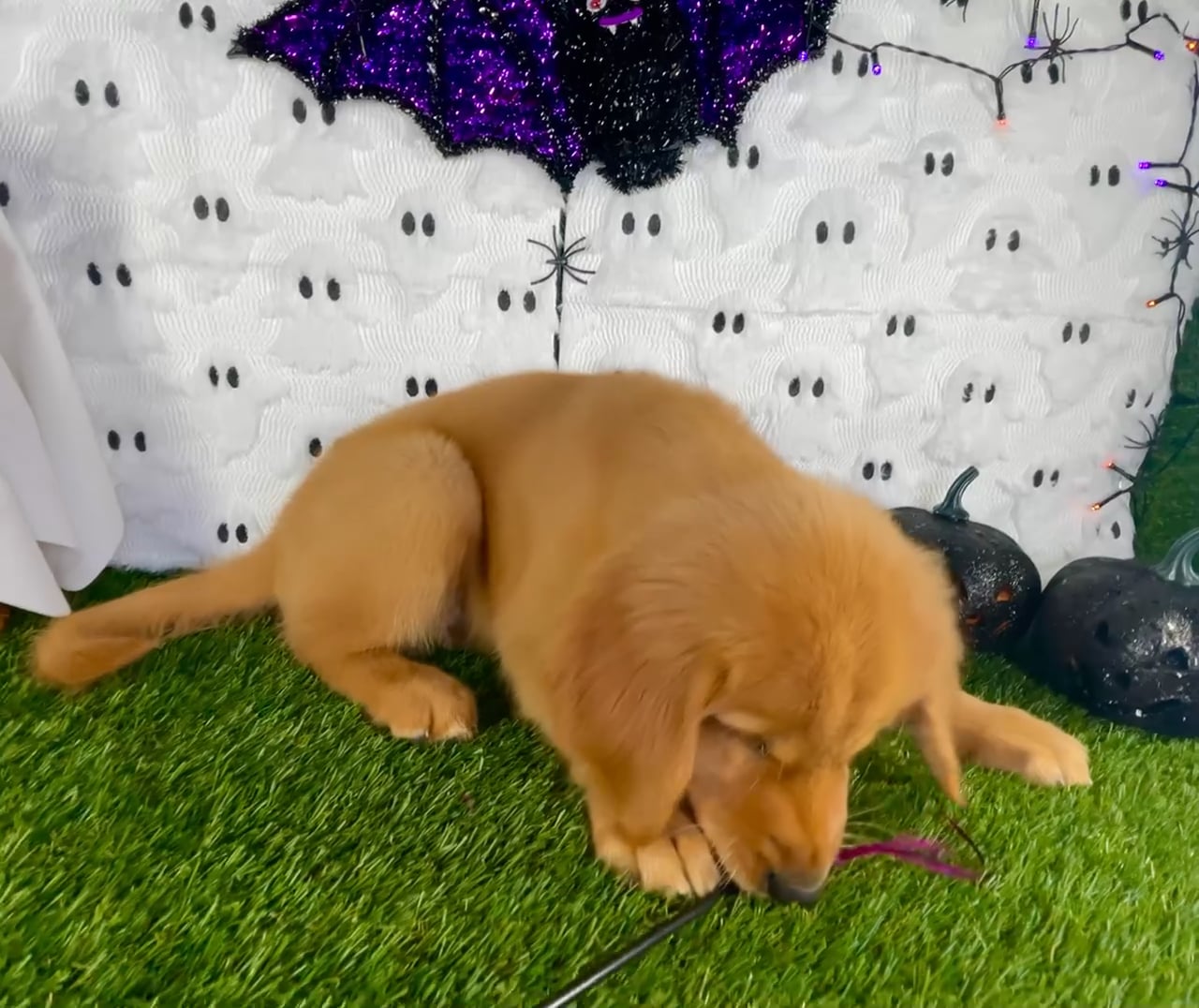 Female Golden Retriever puppy named Juliet for sale at Puppy Dreams - Carrollton. video thumbnail