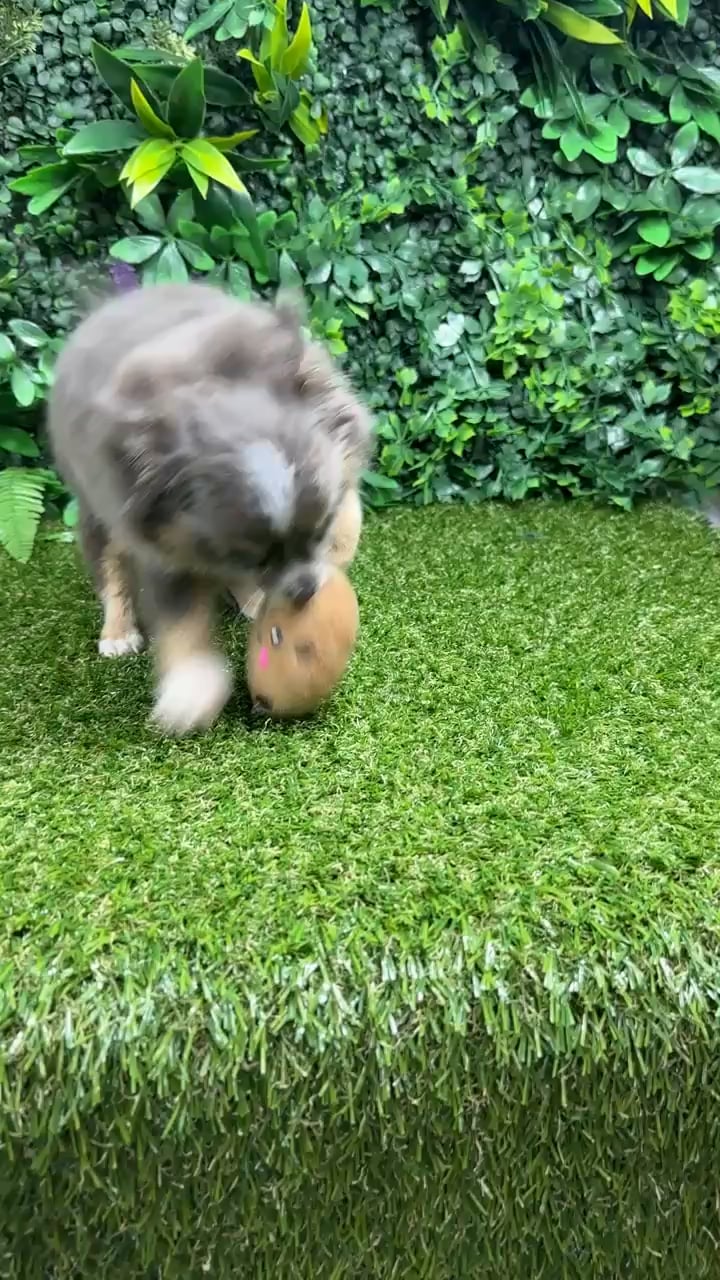 Male Chihuahua puppy named Rocky for sale at Puppy Dreams - Parks Mall. video thumbnail
