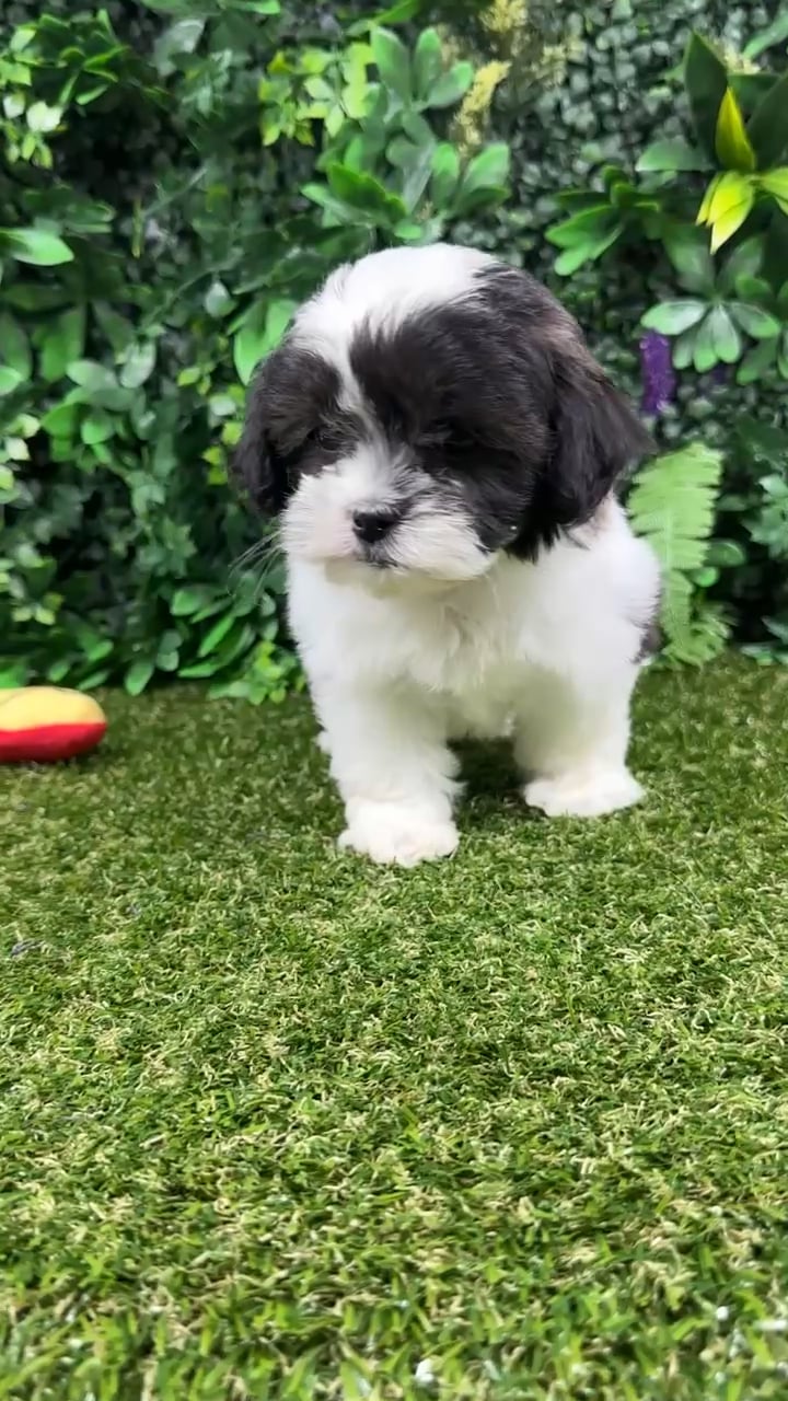 Female Teddy Bear puppy named Bella for sale at Puppy Dreams - Parks Mall. video thumbnail