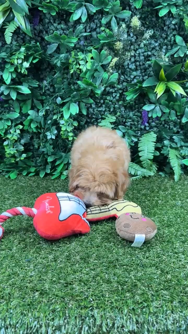 Female Maltipoo puppy named Abbie for sale at Puppy Dreams - Parks Mall. video thumbnail