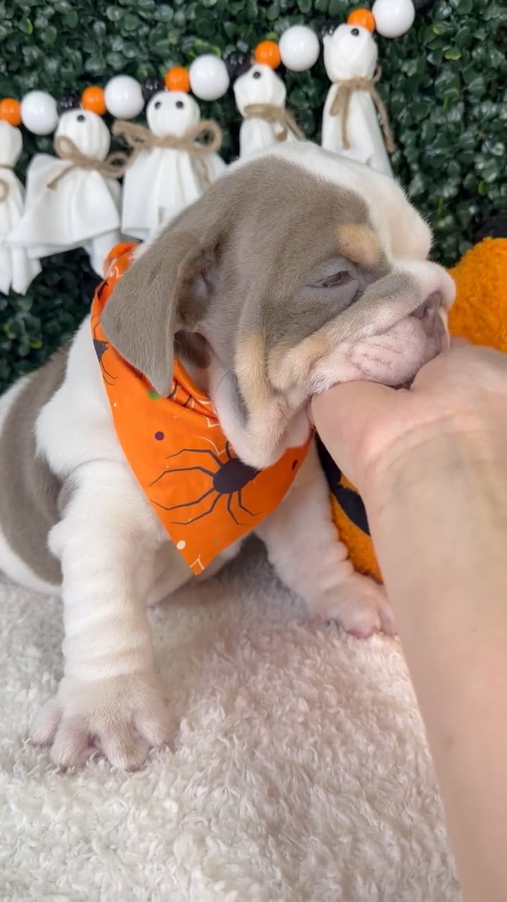 Male English Bulldog puppy named Meatball for sale at Puppy Dreams - Garland. video thumbnail