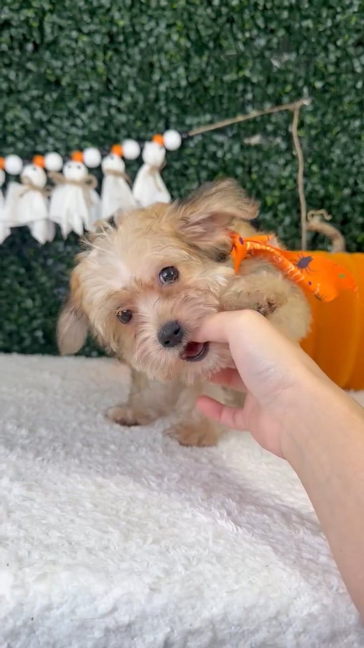 Male Yochon puppy named Teddy for sale at Puppy Dreams - Garland. video thumbnail