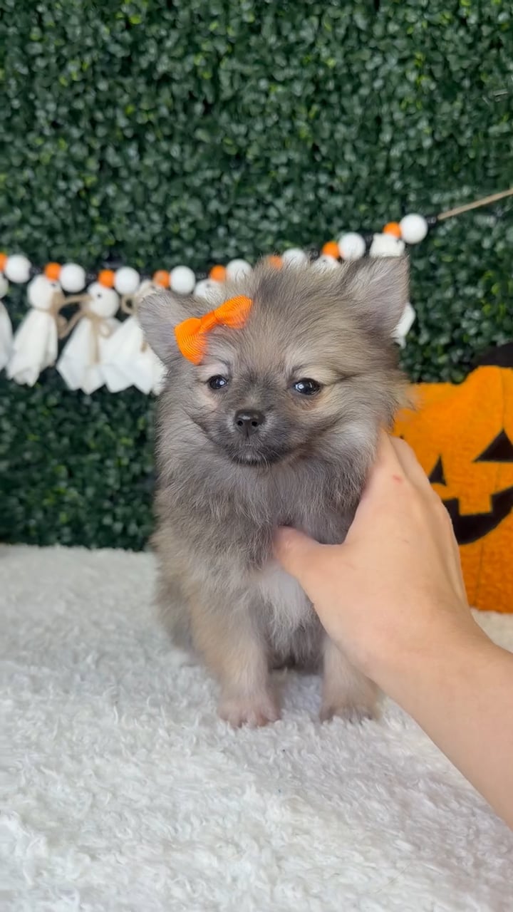 Female Pomeranian puppy named Ivy for sale at Puppy Dreams - Garland. video thumbnail