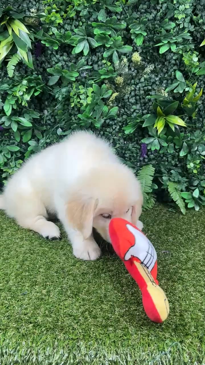Male Golden Retriever puppy named Titan for sale at Puppy Dreams - Parks Mall. video thumbnail