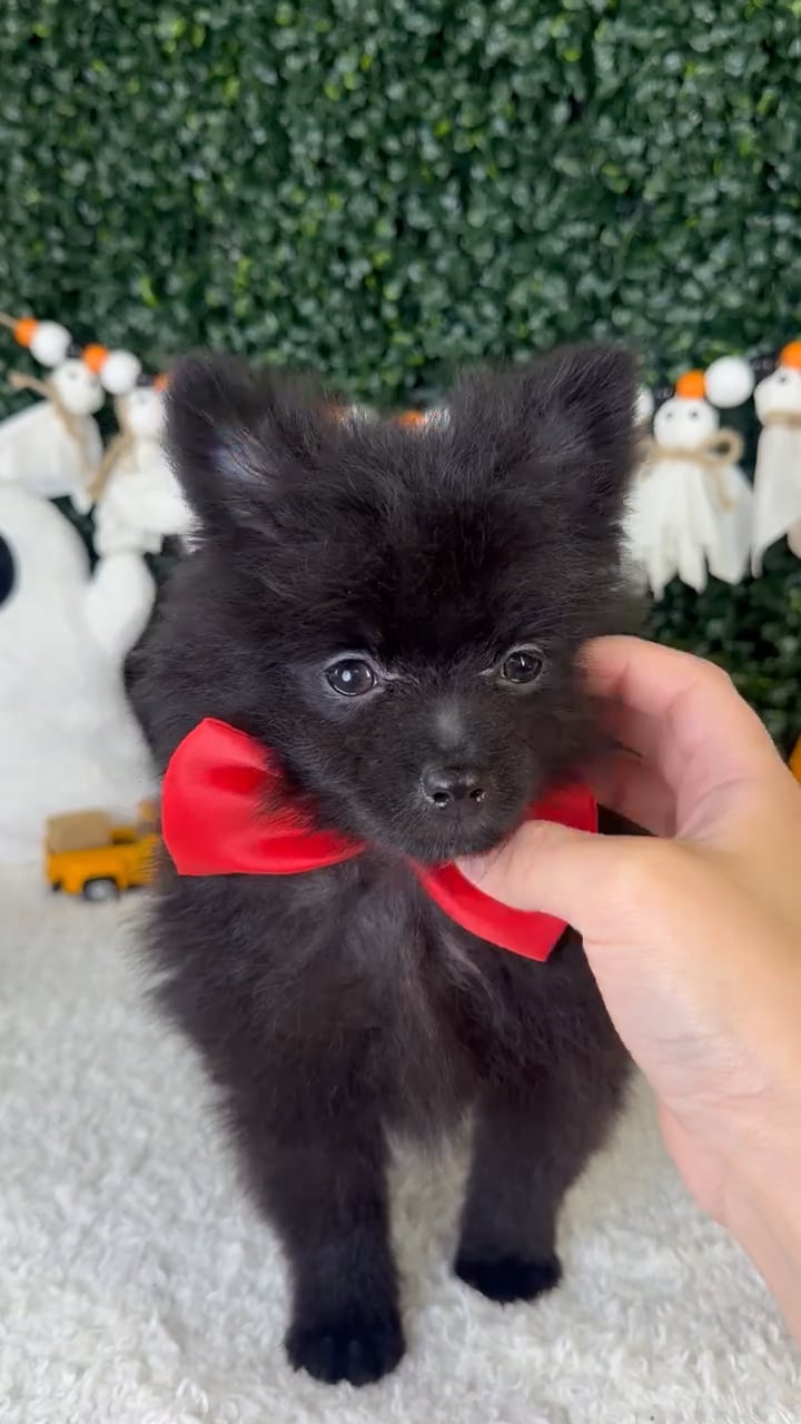 Male Pomeranian puppy named Midnight for sale at Puppy Dreams - Garland. video thumbnail