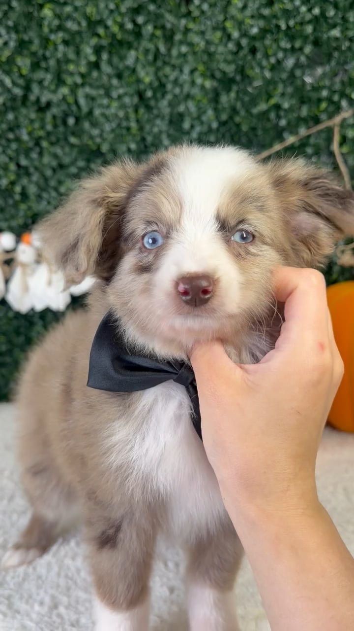 Male Mini Aussiedoodle puppy named Ollie for sale at Puppy Dreams - Garland. video thumbnail