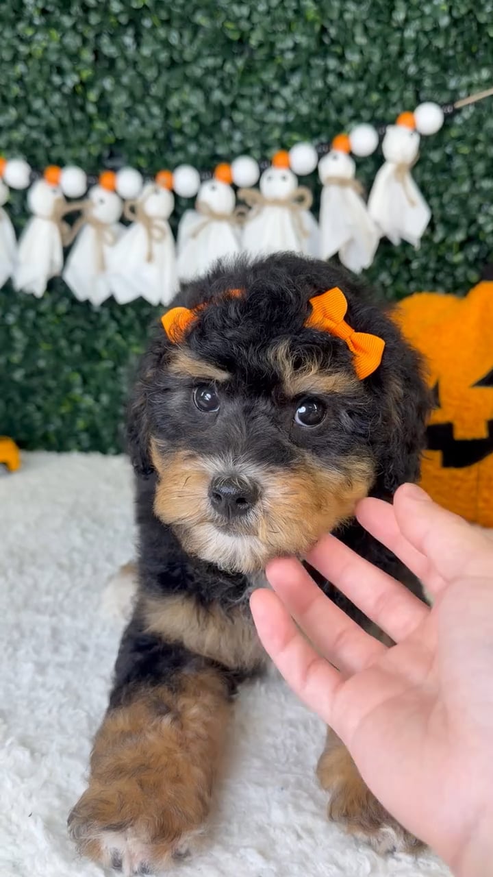 Female Bernedoodle puppy named Sage for sale at Puppy Dreams - Garland. video thumbnail