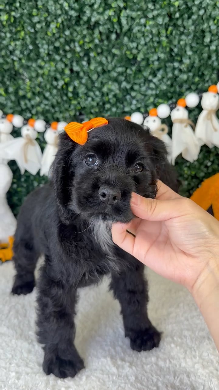Female Cocker Spaniel puppy named Aurora for sale at Puppy Dreams - Garland. video thumbnail