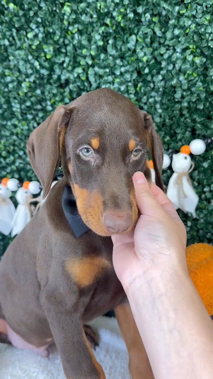 Male Doberman Pinscher puppy named Onyx for sale at Puppy Dreams - Garland. video thumbnail