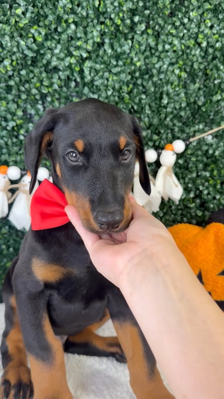Male Doberman Pinscher puppy named Atlas for sale at Puppy Dreams - Garland. video thumbnail