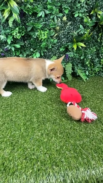 Female Pembroke Welsh Corgi puppy named Hope for sale at Puppy Dreams - Parks Mall. video thumbnail
