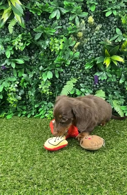 Female Dachshund puppy named Tessa for sale at Puppy Dreams - Parks Mall. video thumbnail