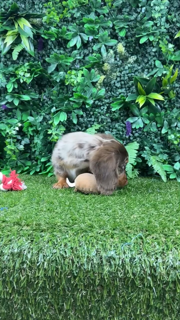 Male Dachshund puppy named Archie for sale at Puppy Dreams - Parks Mall. video thumbnail