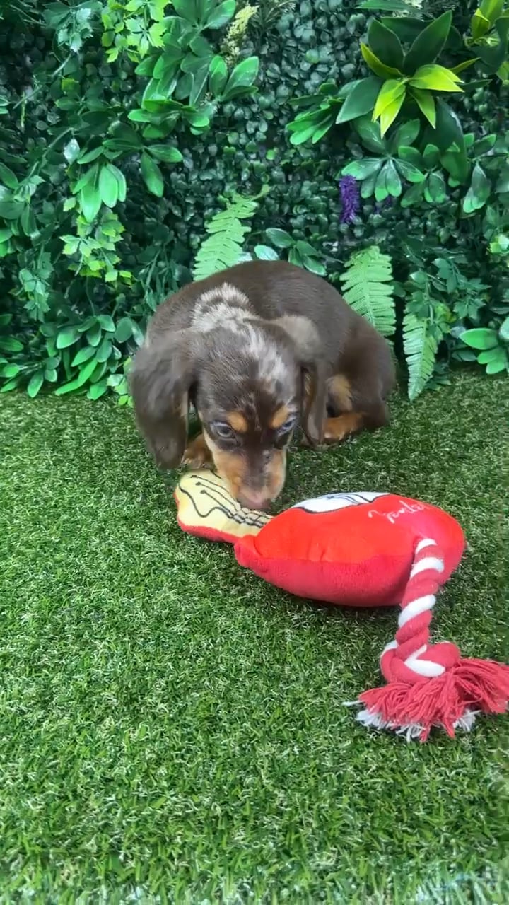 Male Dachshund puppy named Woody for sale at Puppy Dreams - Parks Mall. video thumbnail