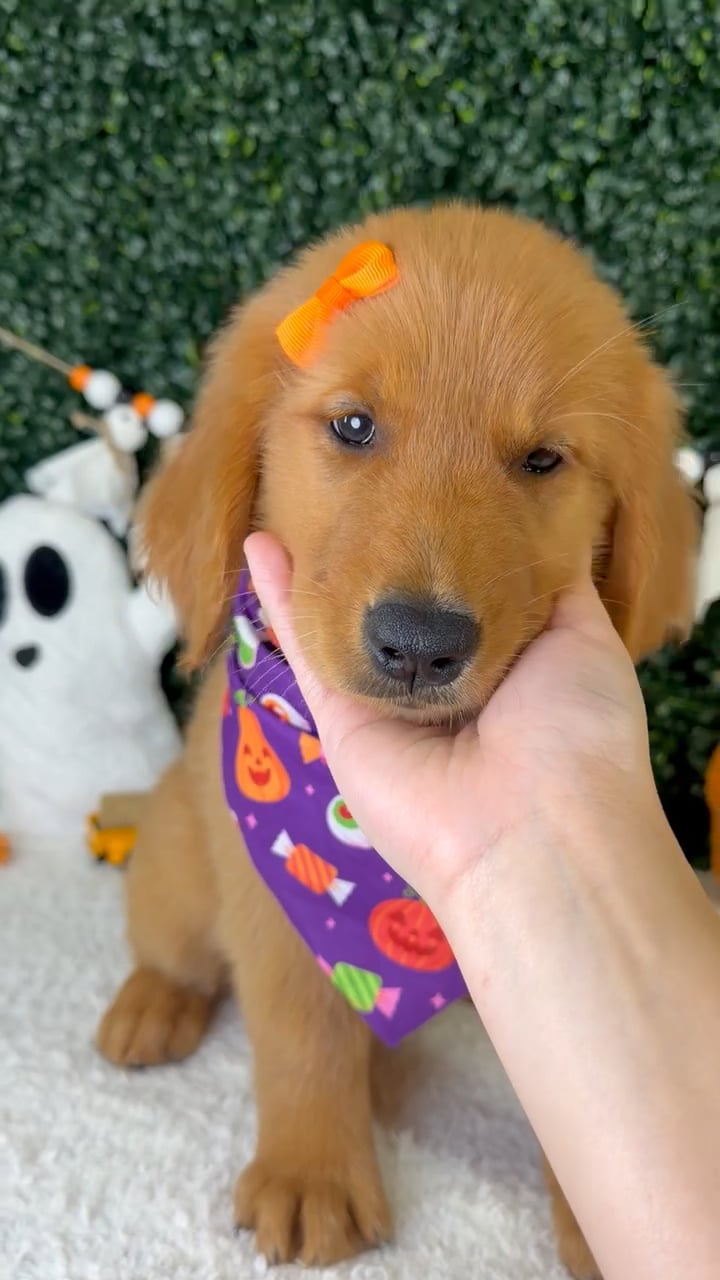 Female Golden Retriever puppy named Miso for sale at Puppy Dreams - Garland. video thumbnail