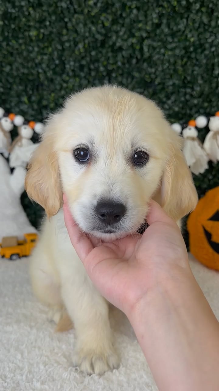 Male Golden Retriever puppy named Rocky for sale at Puppy Dreams - Garland. video thumbnail