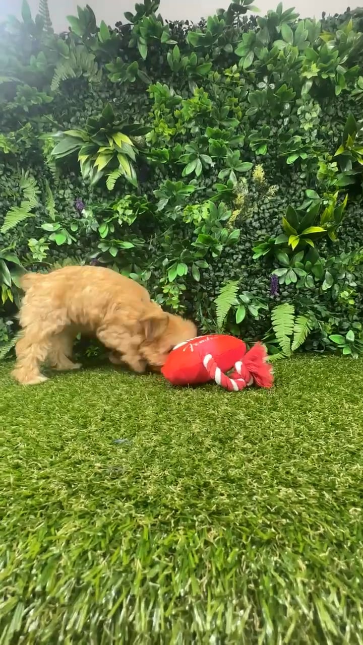 Female Yochon puppy named Willow for sale at Puppy Dreams - Parks Mall. video thumbnail