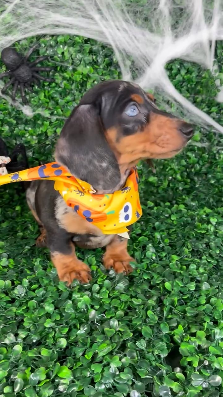Male Dachshund puppy named Oreo for sale at Puppy Dreams - North Richland Hills. video thumbnail
