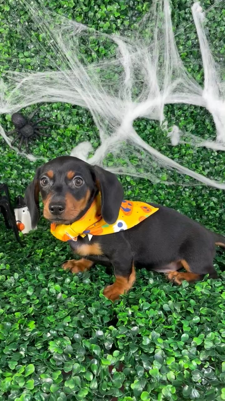 Male Dachshund puppy named Slinky for sale at Puppy Dreams - North Richland Hills. video thumbnail