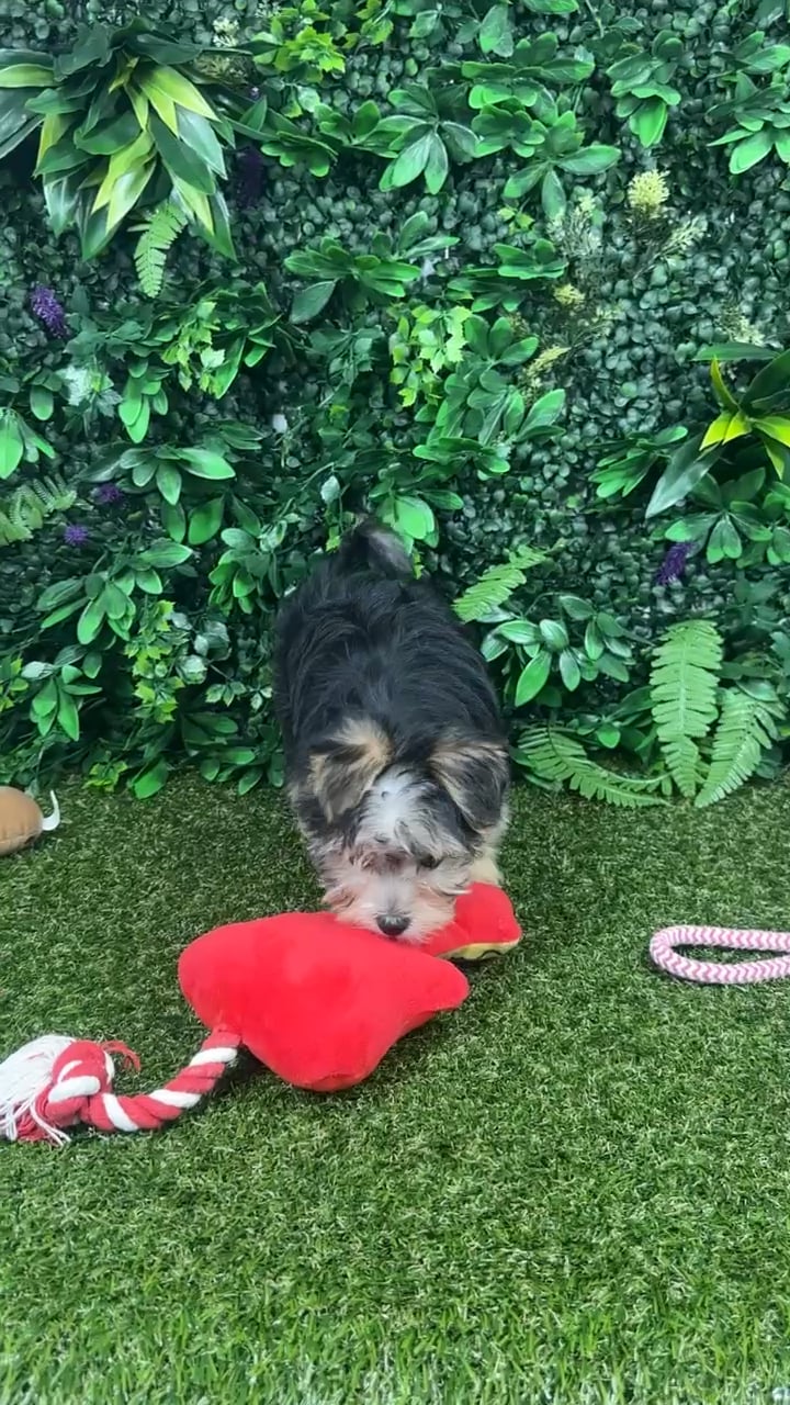 Female Morkie puppy named Margot for sale at Puppy Dreams - Parks Mall. video thumbnail