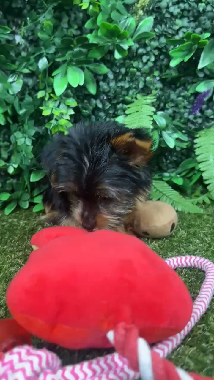 Female Yorkie puppy named Sage for sale at Puppy Dreams - Parks Mall. video thumbnail