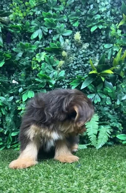 Male Yorkie puppy named Baxter for sale at Puppy Dreams - Parks Mall. video thumbnail