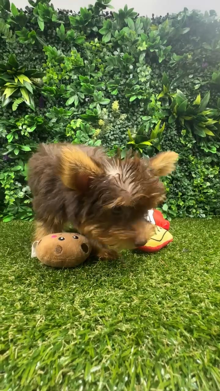 Male Yorkie puppy named Theo for sale at Puppy Dreams - Parks Mall. video thumbnail