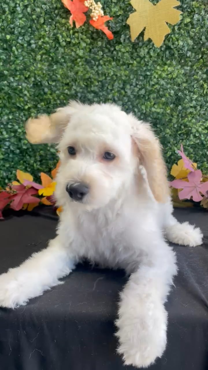 Male Cockapoo puppy named Nemo for sale at Puppy Dreams - West Little Rock. video thumbnail