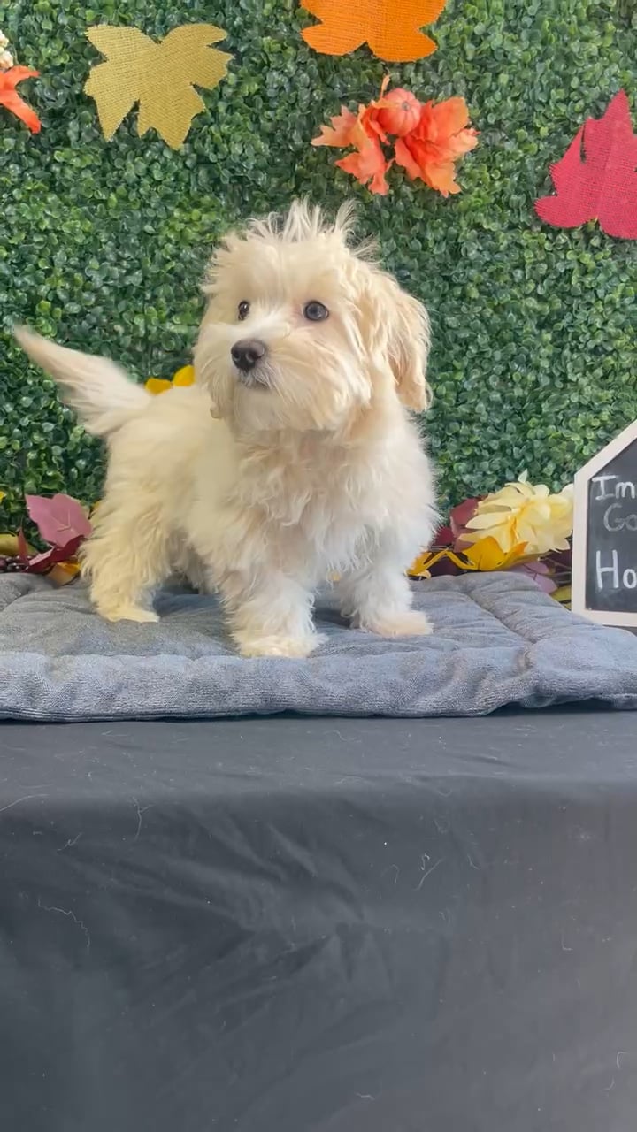Female Maltipoo puppy named Saffron for sale at Puppy Dreams - West Little Rock. video thumbnail