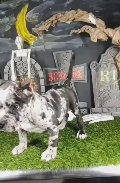 Male American Bully puppy named Pennywise for sale at Puppy Dreams - Mansfield. video thumbnail