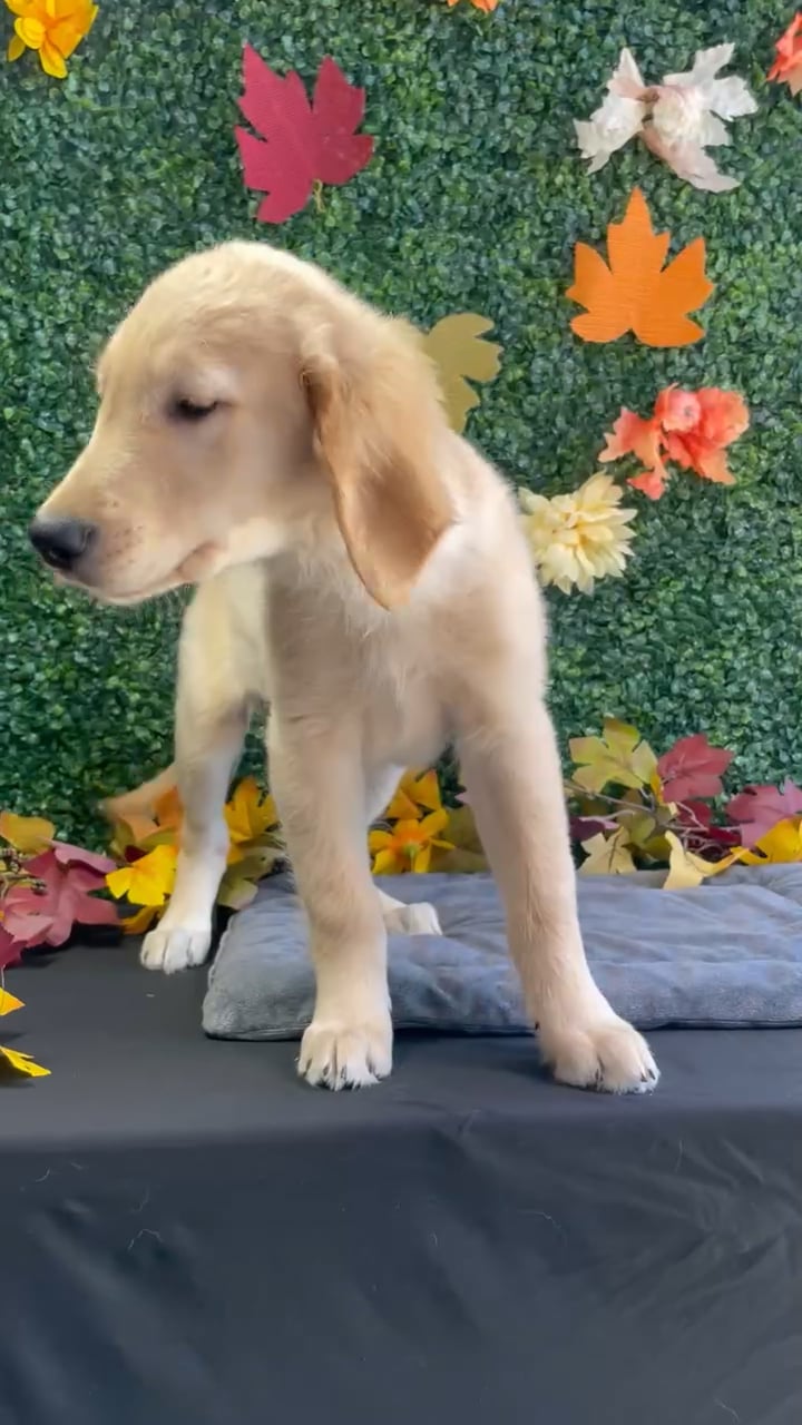 Male Golden Retriever puppy named Finn for sale at Puppy Dreams - West Little Rock. video thumbnail
