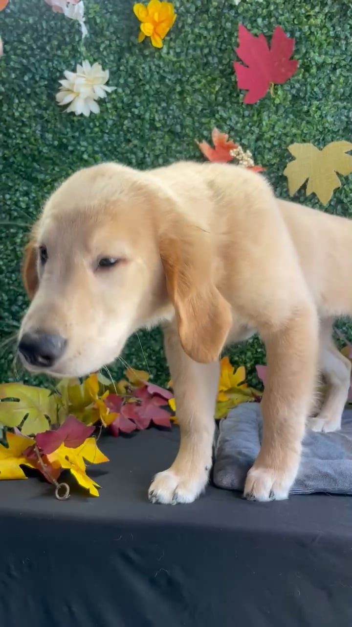 Male Golden Retriever puppy named Harbor for sale at Puppy Dreams - West Little Rock. video thumbnail