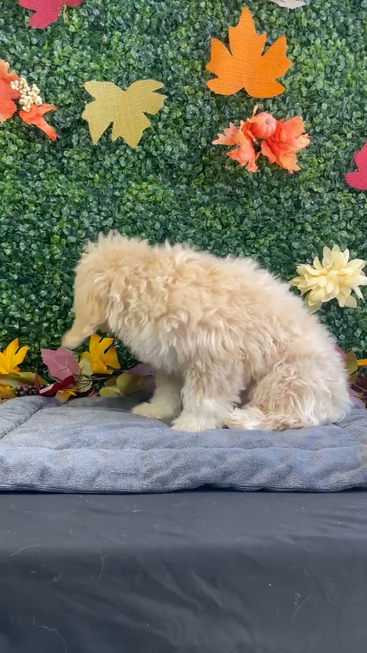 Male Bichon-Poodle puppy named Danish for sale at Puppy Dreams - West Little Rock. video thumbnail