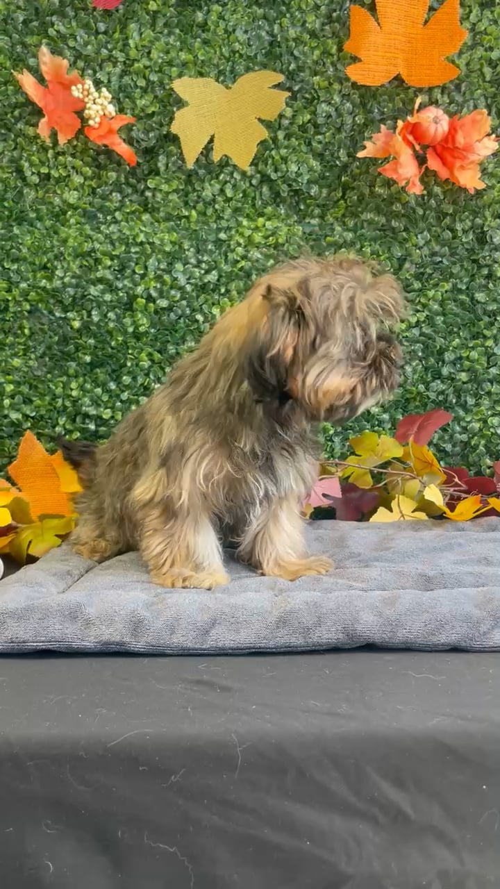 Female Shorkie puppy named Nutella for sale at Puppy Dreams - West Little Rock. video thumbnail