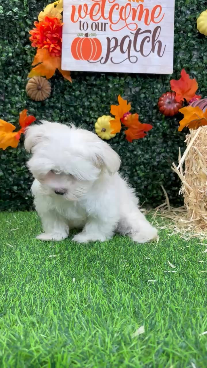 Male Maltese puppy named Martini for sale at Puppy Dreams - Wichita West. video thumbnail