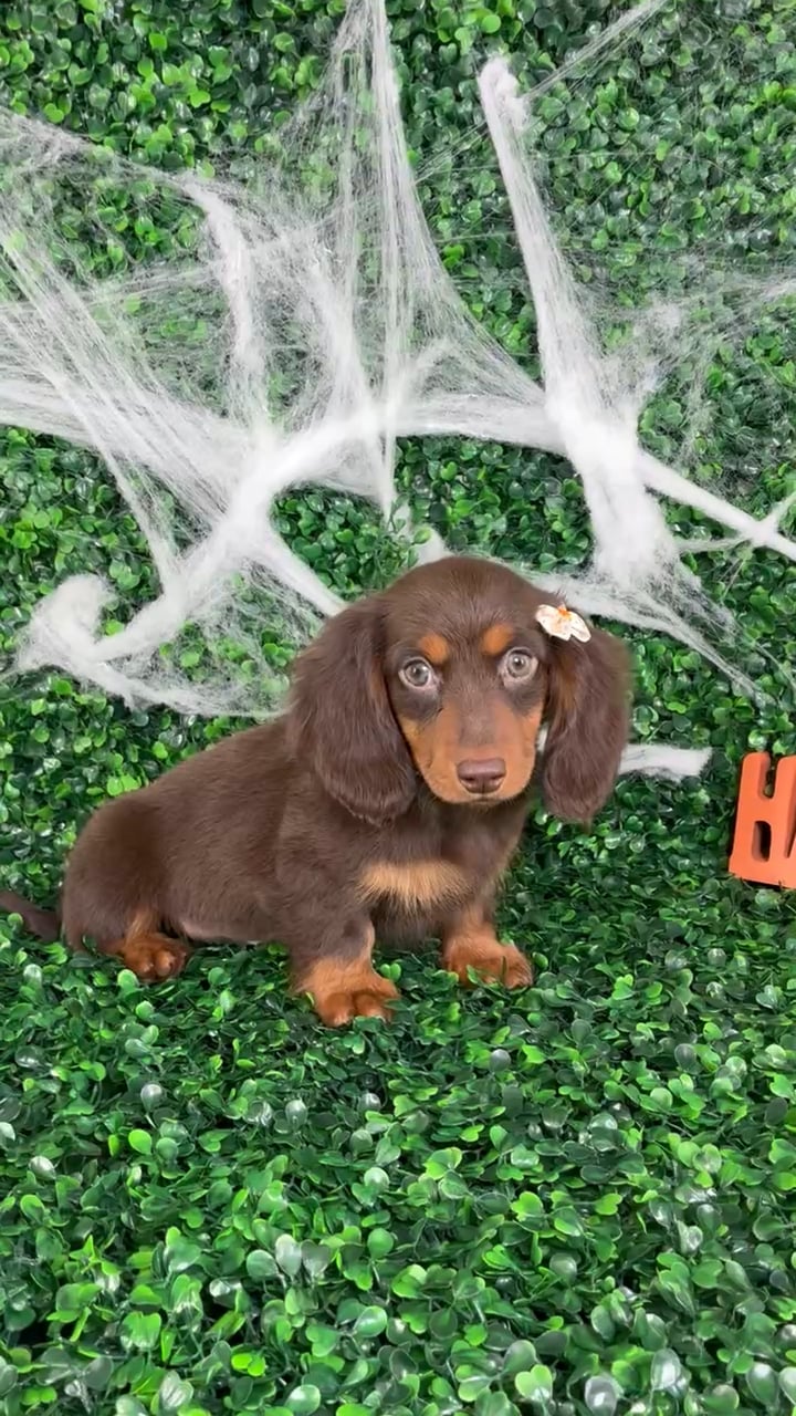 Female Dachshund puppy named Connie for sale at Puppy Dreams - North Richland Hills. video thumbnail