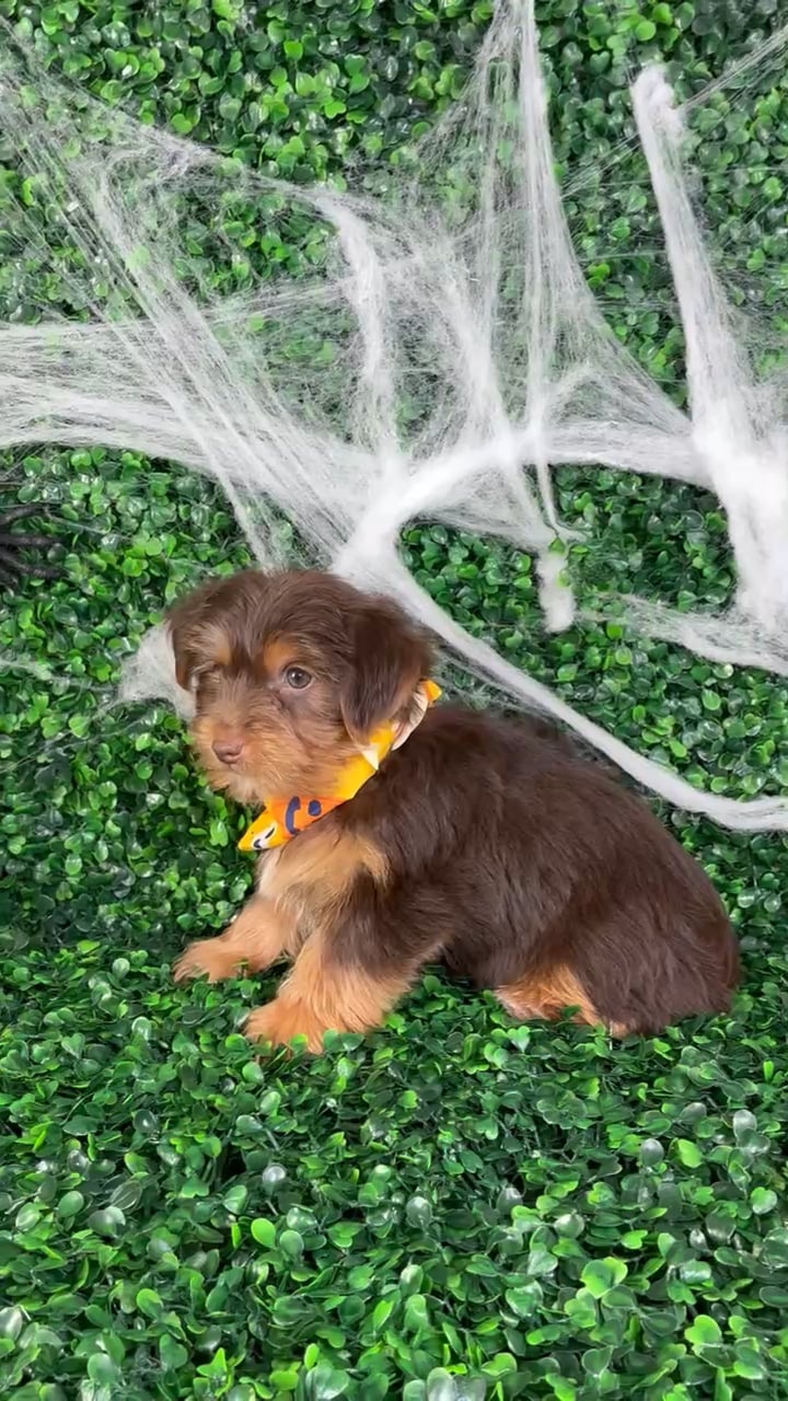 Male Yorkie puppy named Pip for sale at Puppy Dreams - North Richland Hills. video thumbnail